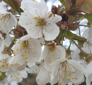 Hawthorn Flower